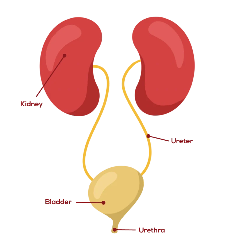urinary-system-800×857