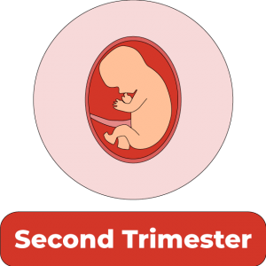 Second-Trimester